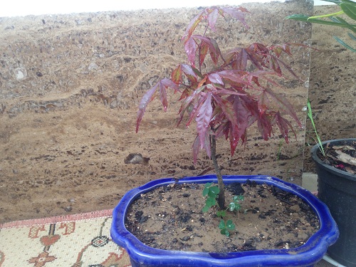 تصویر پرسش و پاسخ گیاه